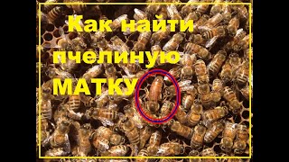 как отыскать пчелиную матку для начинающих