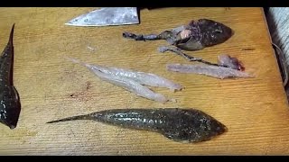 メゴチのさばき方『メゴチの松葉おろし』説明付き改訂版HowTo動画2013.5.4.
