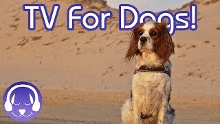 Dog Vision: Exciting and Engaging TV for your Nervous or Anxious Dog!
