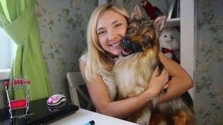 Немецкая овчарка, реалистичная подвижная мягкая игрушка/German shepherd - realistic toy
