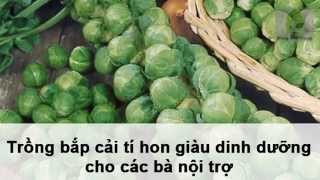Hướng dẫn trồng bắp cải tí hon giàu dinh dưỡng cho các bà nội trợ