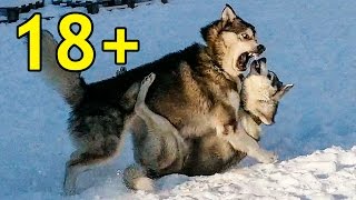 драка между братьям / fight between brothers / маламут против хаски
