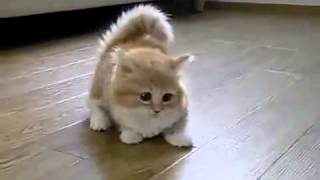 Забавный коротконожка