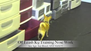 Chihuahua Scent Detection Nosework Training