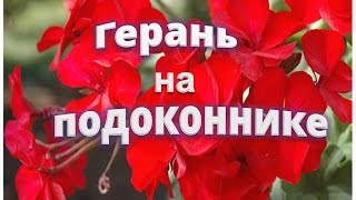 ✿ ✿Герань на подоконнике. Правильный уход за геранью. ✿ ✿