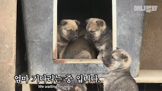 세상에 못잡을 개는 없다ㅣ"So when is our mom coming?" No mother dog is impossible to catch