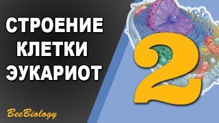 Урок по Биологии №2 - Строение клетки / Клетка Эукариот