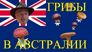 Грибы в Австралии. Австралийские сьедобные грибы