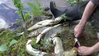 Рыболовное путешествие: Кольский полуостров, северная Карелия, залив Белого моря