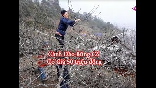 A KỶ MCC - ĐÀO RỪNG 100 TUỔI ĐẸP KHÉT TIẾNG TÂY BẮC 09
