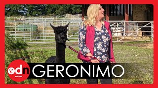 100,000 Sign Petition for Geronimo the Alpaca