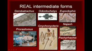 Does The Fossil Record Support Evolution?