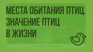 Места обитания птиц. Значение птиц в жизни человека. Видеоурок по окружающему миру 1 класс