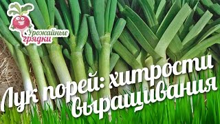 Лук порей: хитрости выращивания #urozhainye_gryadki