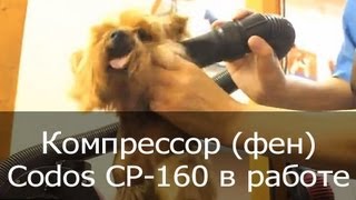 Фен (компрессор) для сушки собак Codos CP-160 сушит йорка (йоркширского терьера)