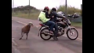 Животное, которое не очень любит людей
