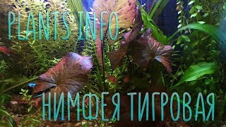 Plants Info | Нимфея тигровая (Nymphaea Lotus)