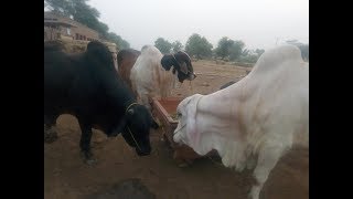 Watch Beautiful Bull for sale Qurbani 2019 Sargodha janwar mandi