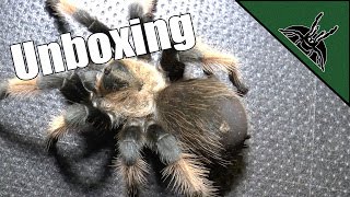 NEW ADDITION! - Unboxing