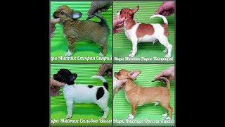 ПРОДАНЫ - ПРЕСЛИ #КУПИТЬЩЕНКАЧИХУАХУАПРОДАЮ( ПИТОМНИК "МАРИ МИСТИК" )
