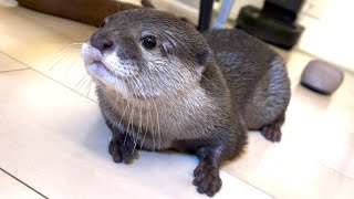 カワウソさくら 濡れた体のせいで猫に避けられるカワウソ Wet otter avoided by cat
