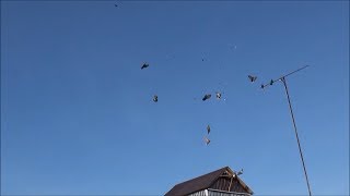 Голуби Рюмшина Сергея! Массовый зачёт в 2019 году!