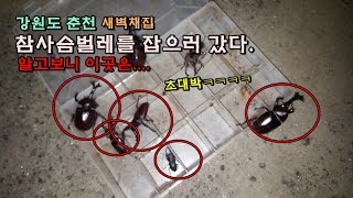 강원도 탐사!! 참사슴벌레를 정복하자 그런데 알고보니..대박....채집기[정브르] / gwangwon-do stagbeetles and a beetle collect