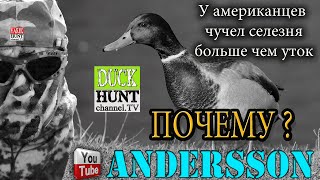 Почему►селезней  чучел больше? Made in USA