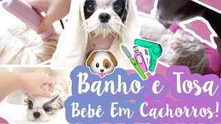 Como Dou Banho e Toso Minhas Shih Tzu | Banho e Tosa Bebê Em Cães/Cachorros #VEDA17 ❥ Lói Cúrcio