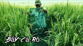 Bẩy Cá Rô Bằng Cái Bẩy Tự Chế