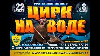 Цирк На воде Махачкала с 22 ноября по 8 декабря 2019