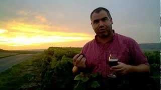 Champagne Harvest 2012 - Pinot Meunier rocks
