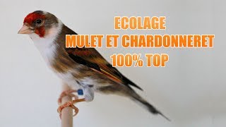 Ecolage pour chardonneret et mulet [HQ]