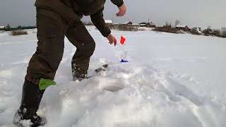 КЛЕВАЯ РЫБАЛКА НА НЕЙВЕ С ЖЕРЛИЦАМИ, СЕМЬ ПОДЪЕМОВ! БЕЛЬ НА УДОЧКИ! ГЛУХОЗИМЬЕ СЕЗОН 2020!
