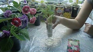 ?Ипомея перистая ! Рассада выросла без земли ! Просто на воде ?