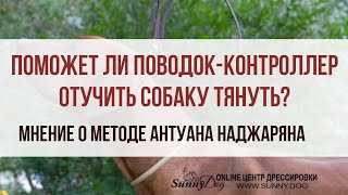 Поможет ли контроллер отучить собаку тянуть поводок? Мнение о методе Антуана Наджаряна