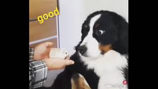 Эй толстый