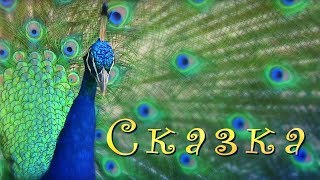 Сказка -  детская песня - сказка  Клип - Удивительная природа