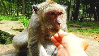 Okay Let to help Lucy old monkey - million pity Lucy monkey has problem with belly