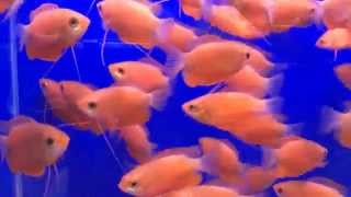 Колиза красная Colisa lalia Color Honey Gourami продажа оптом