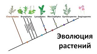 20. Эволюция растений  (6 класс) - биология, подготовка к ЕГЭ и ОГЭ 2018