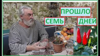 СЕМЕНА комнатного перца ОГОНЁК проросли на 7й день