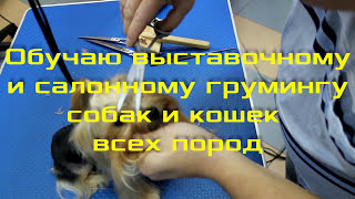 Стрижка йорка. Как же все таки его подстричь самостоятельно?