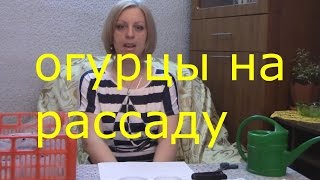 огурцы на рассаду сеем огурцы на рассаду в теплицу ч.1 апрель 2016