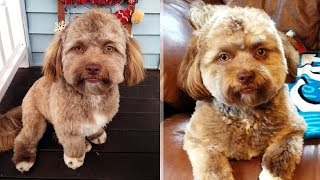 У этой собаки человеческое лицо