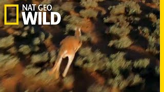 For Kangaroos, the Mating Game is Dangerous | Nat Geo Wild