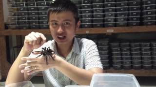 Mengenal Brachypelma Vagans