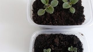 Сеянцы глоксинии выращенные из семян.
