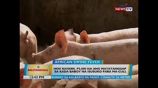 BT: Hog raisers, P5,000 na ang matatanggap sa kada baboy na isusuko para ma-cull