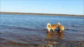Карело финская лайка и вода
